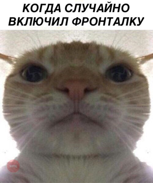 Фотобомбы котов