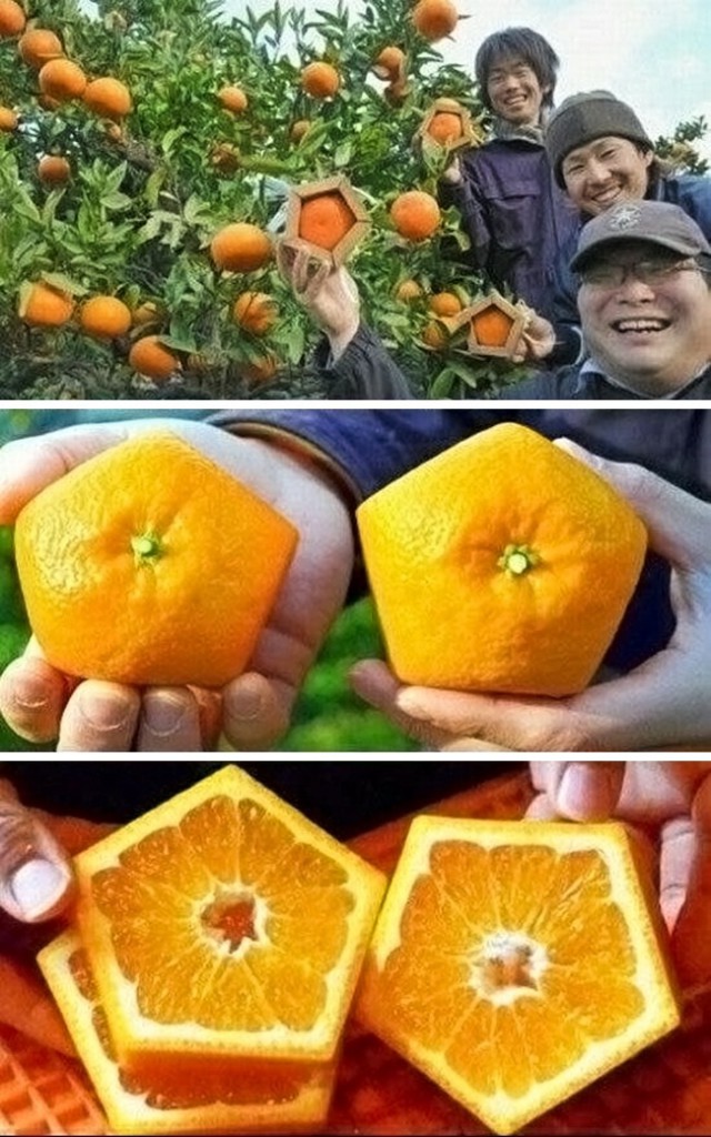 Почему Япония не похожа ни на одну другую страну