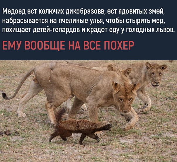 Смешные комментарии из социальных сетей 09.06.2018