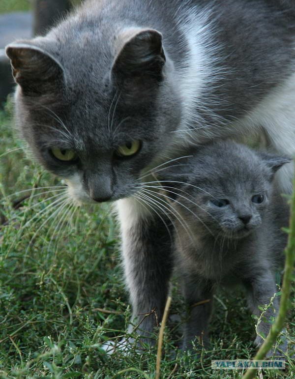 Внимание! На ЯПе КОТОВТОРНИК. 23.09.08.