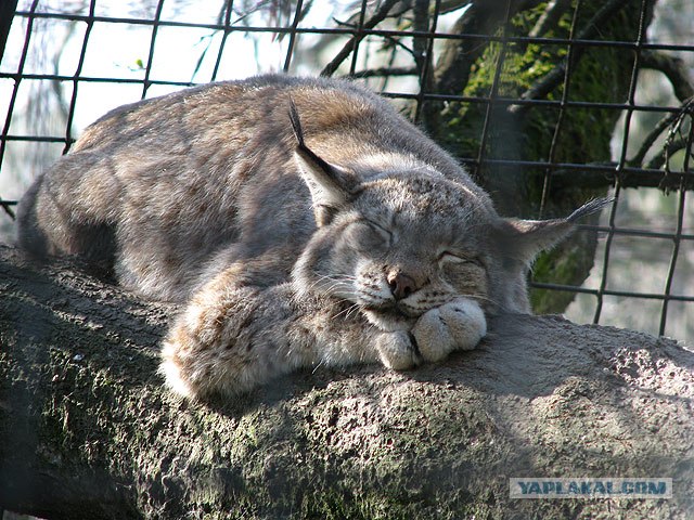 Котовторник (13.01)