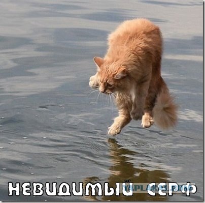 Коты и невидимые предметы 26 фот