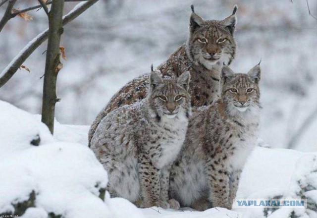 Самая смелая и кусачая кошка