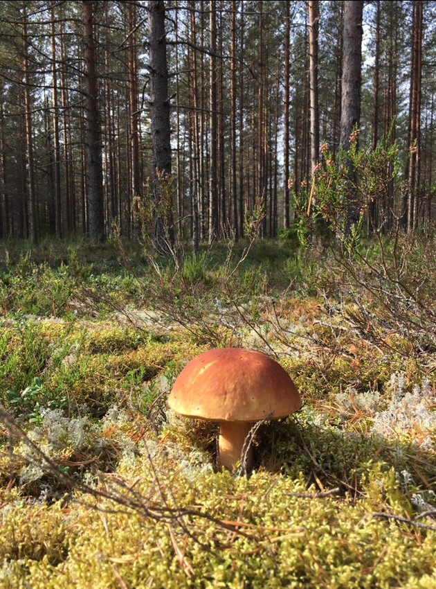 Последние тёплые дни, поход за грибами