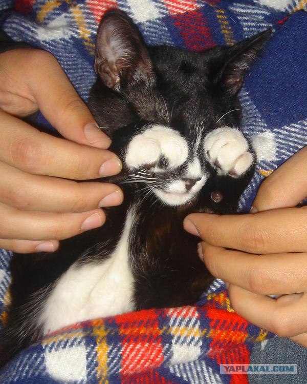 Котовторник 15.02.2011