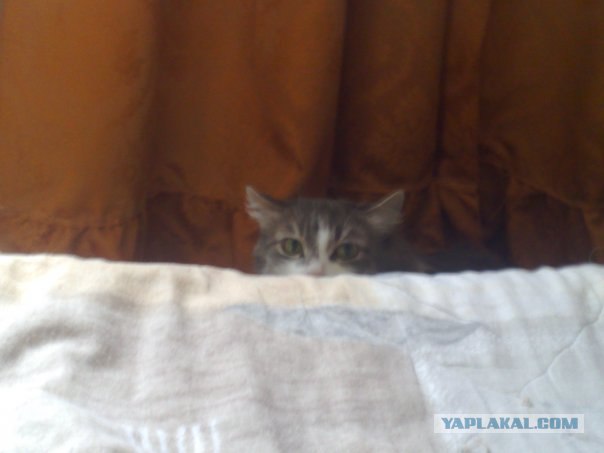 Профессиональный котовторник
