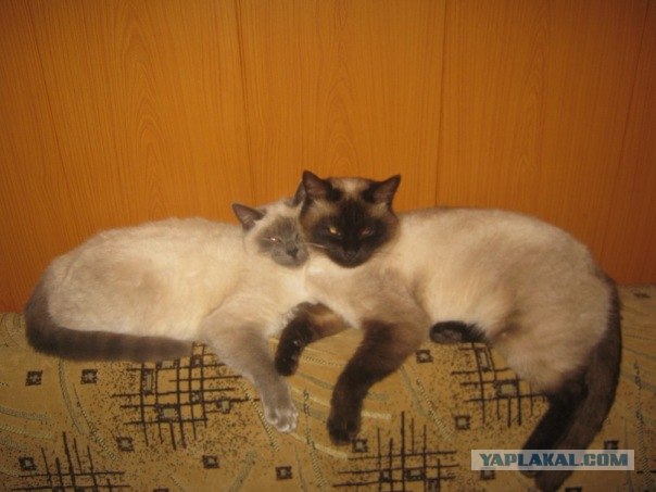 Котовторник 22.11.11