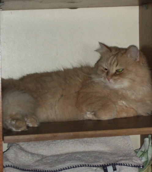 Котовторник (10.01.2012)