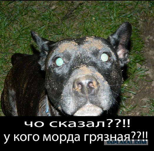 Собаки