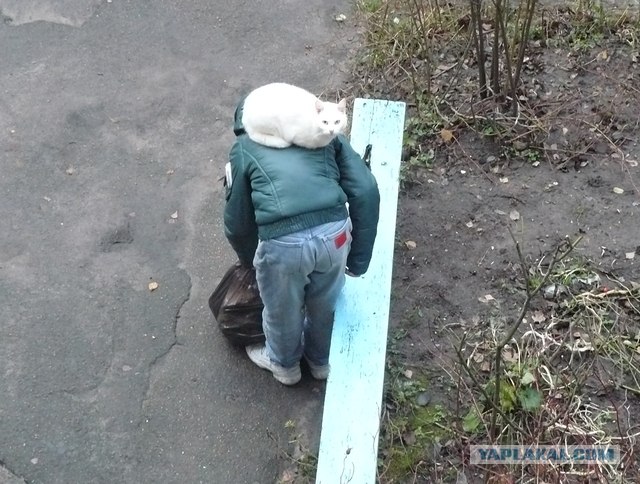 Котовторник 10.04.2012