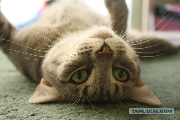 Котовторник 1 мая 2012