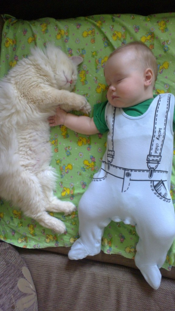 Котовторник 07.08.2012