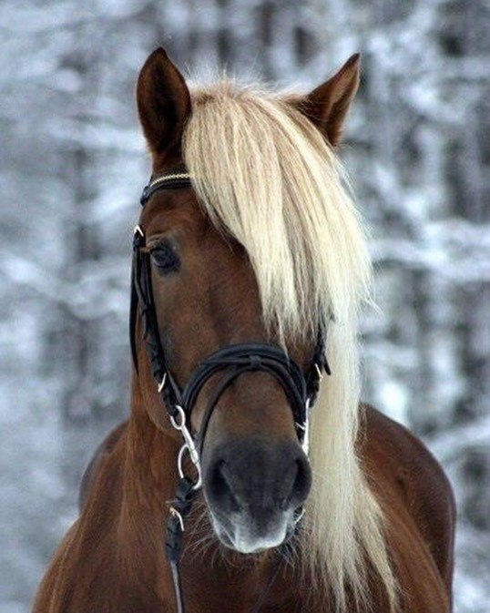 Забавные животные