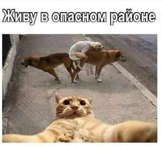 Картинки и мемы для настроения
