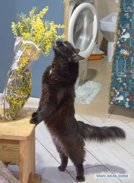 Котовторник!