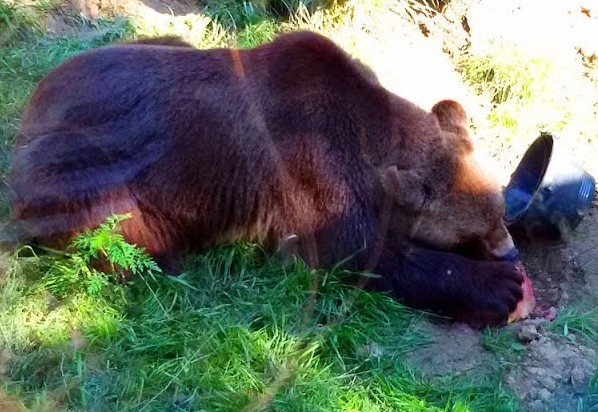 Дикий медведь напал на туристов в Красноярском крае. Он убил подростка, также пострадал ещё один участник похода