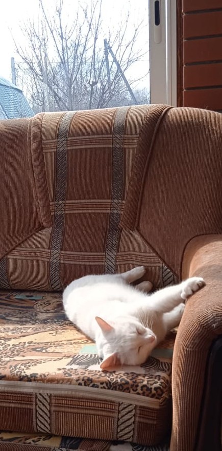 Котовторник ведь начался!