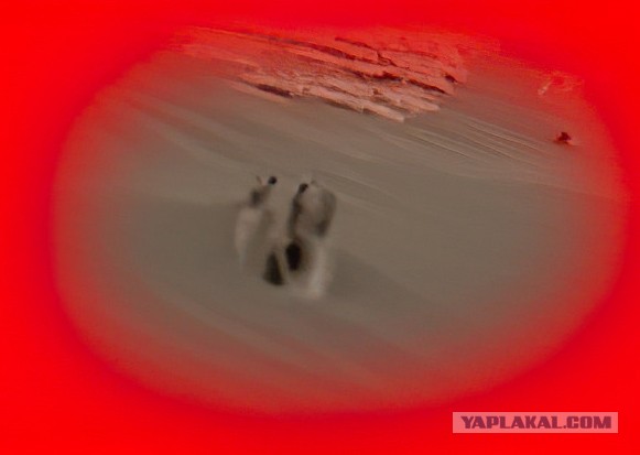 Perseverance сделал 2,5-гигапиксельный снимок — фото Марса с такой детализацией ещё не было