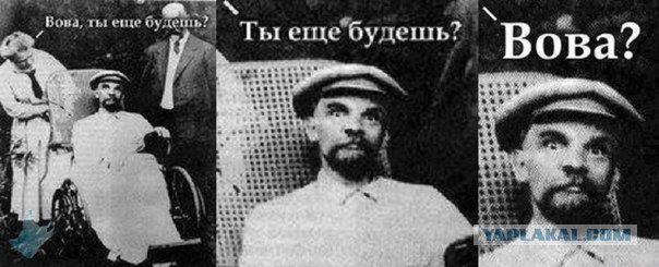 Зря ты сожрал эту траву, кот!