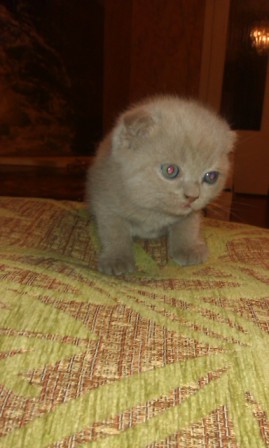 Котовторник 21.05.2013