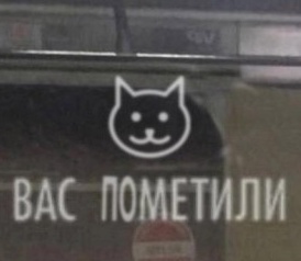Компания взяла на работу 11 котов, чтобы спасти айтишников от выгорания — эксперимент удался!