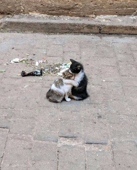 Кошки на развалинах города Помпеи