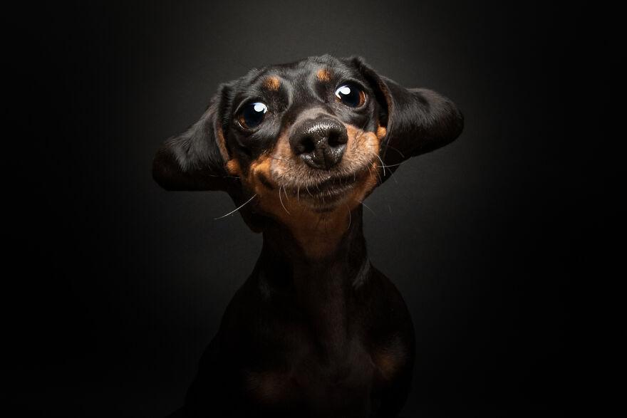 К собакочетвергу: 13 самых забавных фото собак за всю историю конкурса Dog Photography Awards