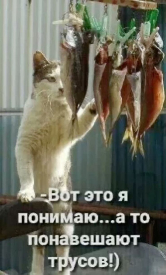 Подборка картинок-баянов с котиками и про котиков. Выпуск 21