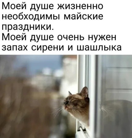 Подборка картинок-баянов с котиками и про котиков. Выпуск 29.
