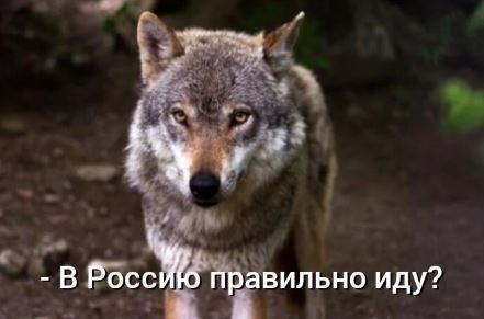В Южной Корее привезенный из РФ волк сделал подкоп и сбежал из зоопарка