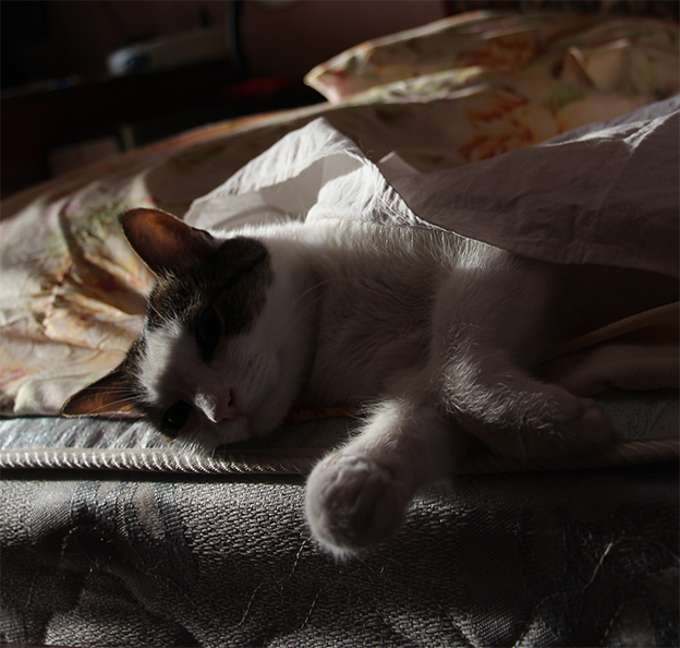 Котовторник 17.09.2013