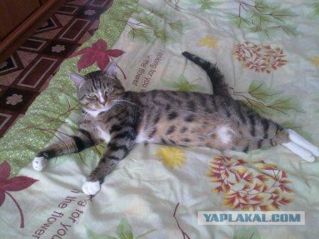 Кот барсик