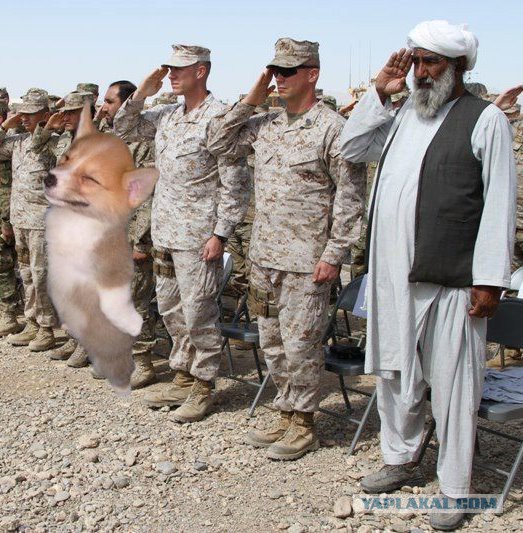 В мире животных