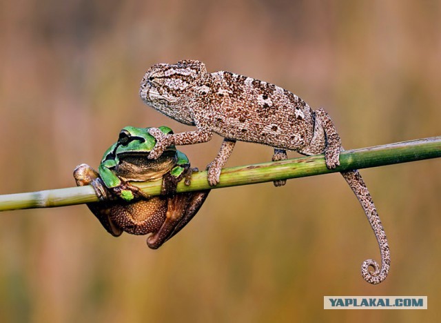 Весёлые картинки. Разбавим будни