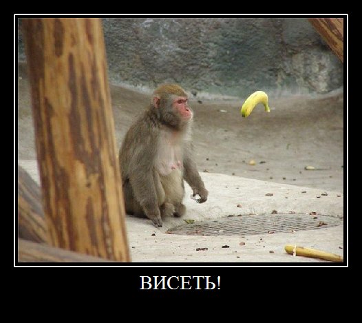 Весёлые картинки. Разбавим будни