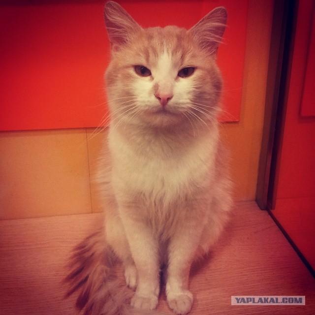 Котовторник 27.5.2014