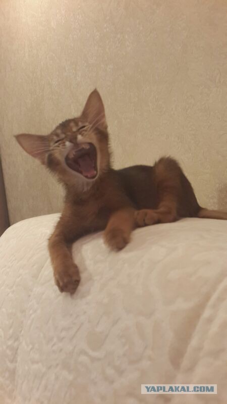 А у тебя есть фото твоей зевающей котейки ?