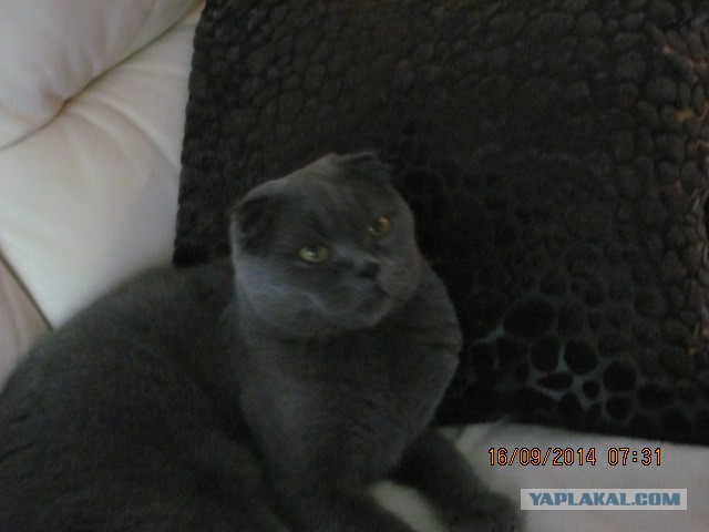 Котовторник 16.09.14