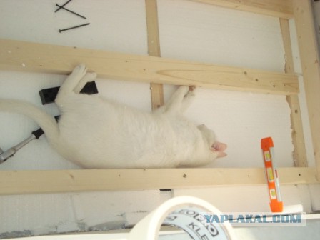 А как спит ваш кот?