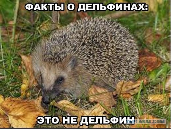 Картинки с инета.