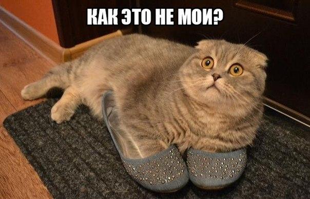 20 самых известных котов в интернете.