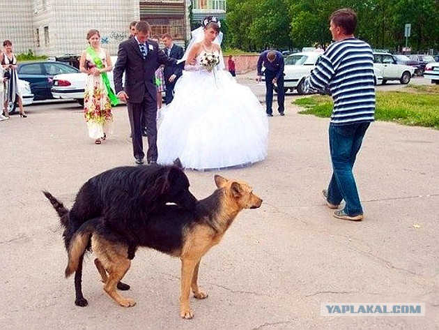 Свадебный трэш