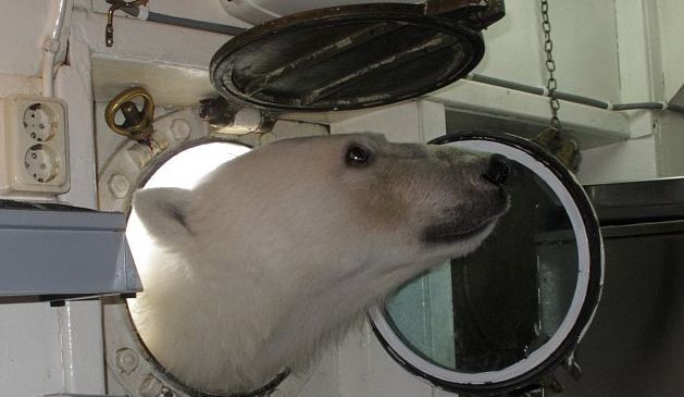 Медведь на подводной лодке