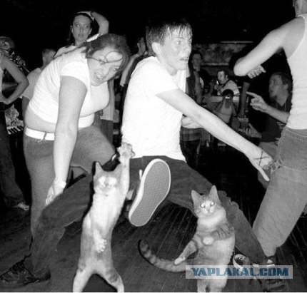 Настроение поднять: Танцуют все!