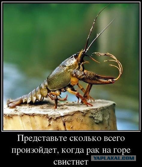 Немного демотиваторов
