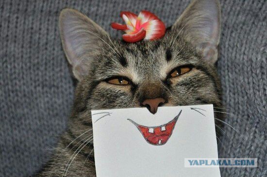 Не все котики одинаково фотогеничны