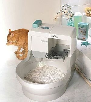 Взяли котейку домой