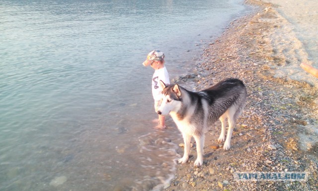 Мои собачки. К четвергу.