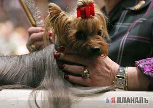Хозяева приколисты с СОБАКАМИ и ЩЕНКАМИ