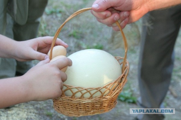 Михаила Касьянова во Владимире закидали яйцами